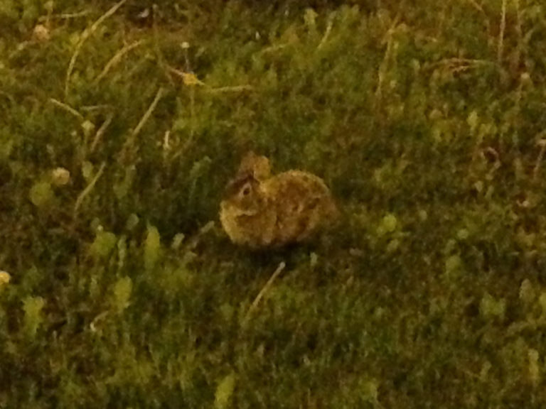 lisa/liza barn coat ep photo of rabbit in grass