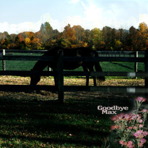goodbye max self titled album art photo of horse in a field