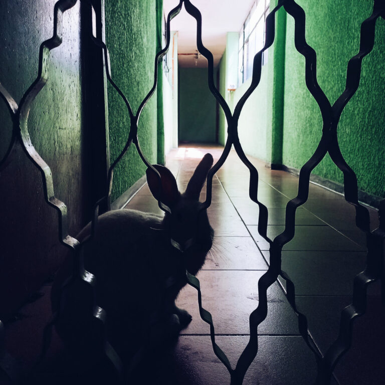 artwork for Shelf Life by Permanent Vacation showing a rabbit through a metal grill