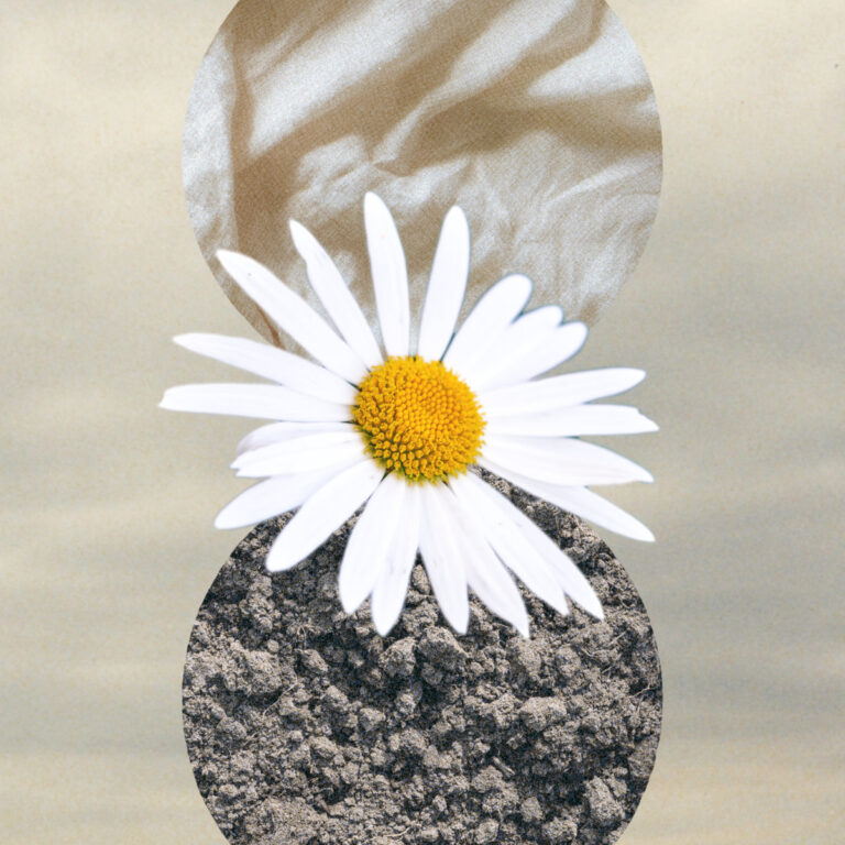 artwork for Chasing Daisies by Evan Uhlmann