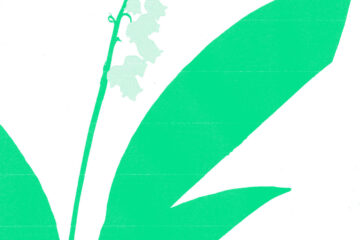 22º Halo lily of the valley album art - green illustration of a flower