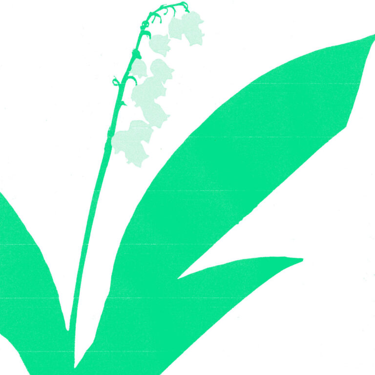 22º Halo lily of the valley album art - green illustration of a flower