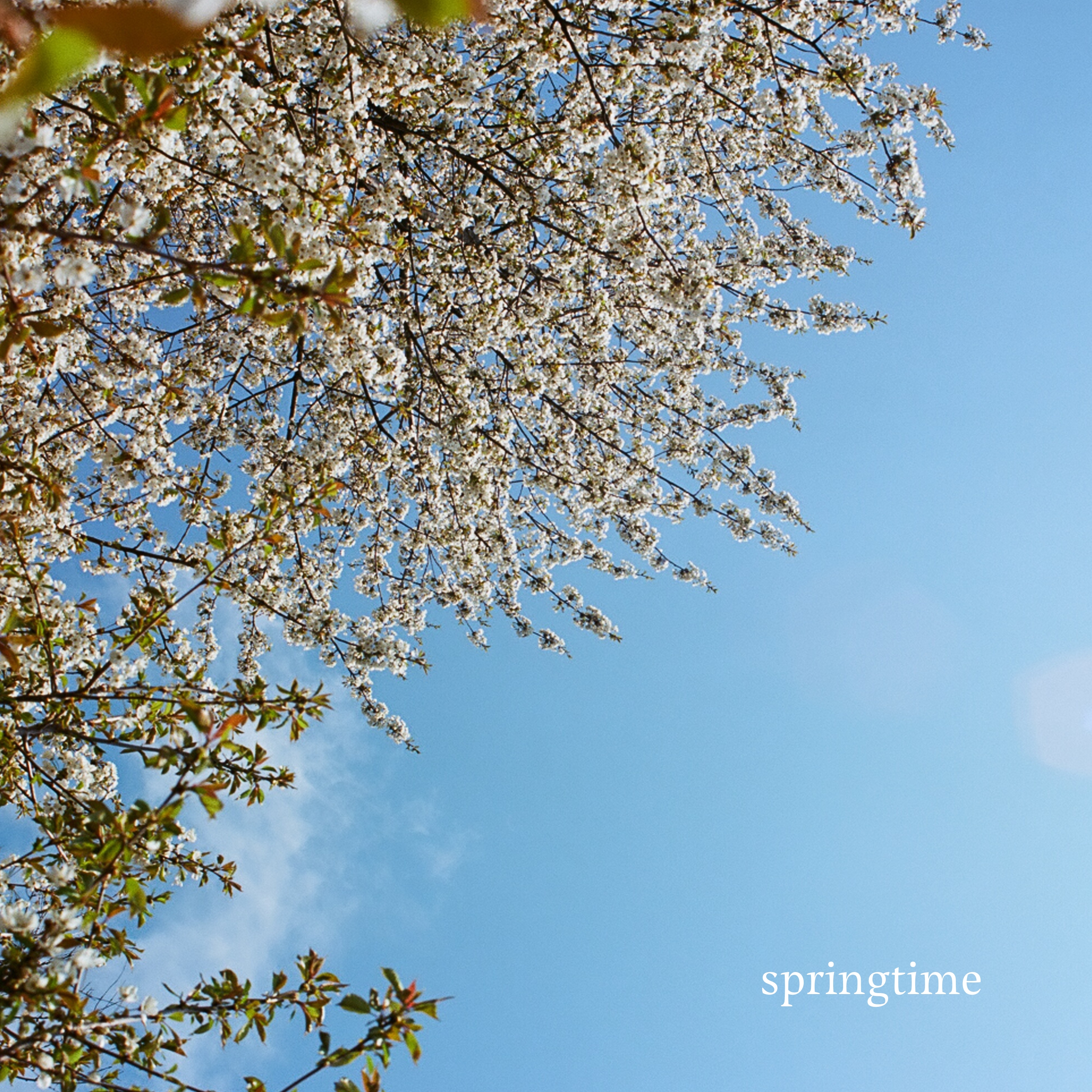 dwi riana springtime